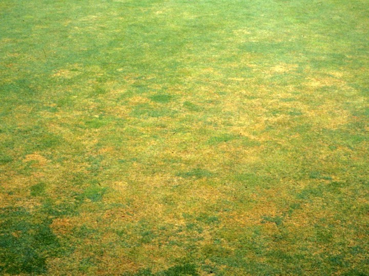 Anthracnose Foliar Blight and Basal Rot | instantlawn.co.za