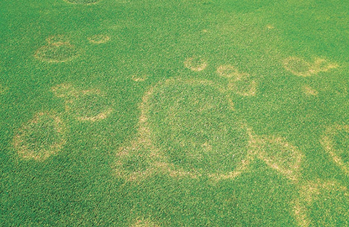 Experts' Insights: Fighting fairy ring - Golfdom